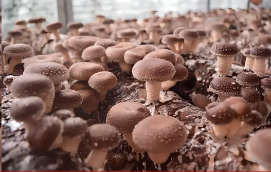 【定制建站】食用菌分会站点设计 v.3-01-47.png